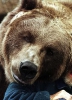 photo Bart the Bear