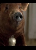 photo Misery the Pig